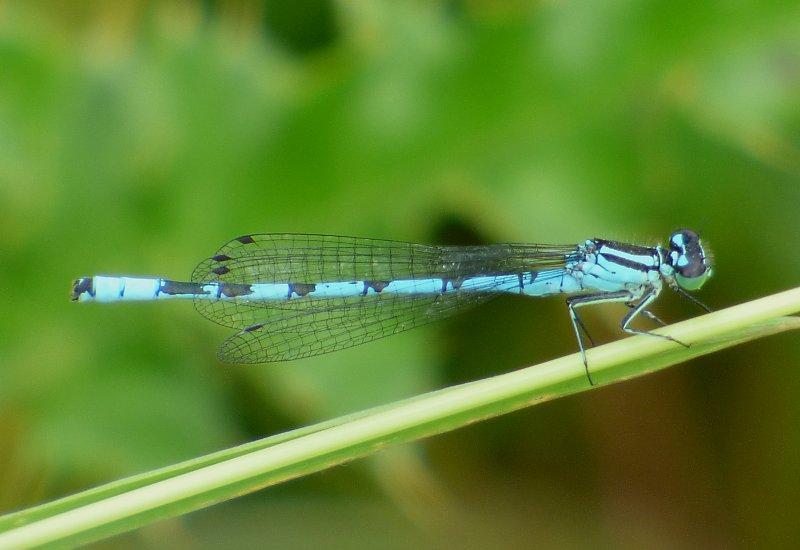 Speerwaterjuffer /Coenagrion hastulatum /Waterjuffers Zeldzaam In ons land zeer zeldzame soort, waarvan ook één exemplaar is aangetroffen in Helmond