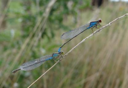 /Erythromma viridulum /Waterjuffers Regelmatig in het gebied