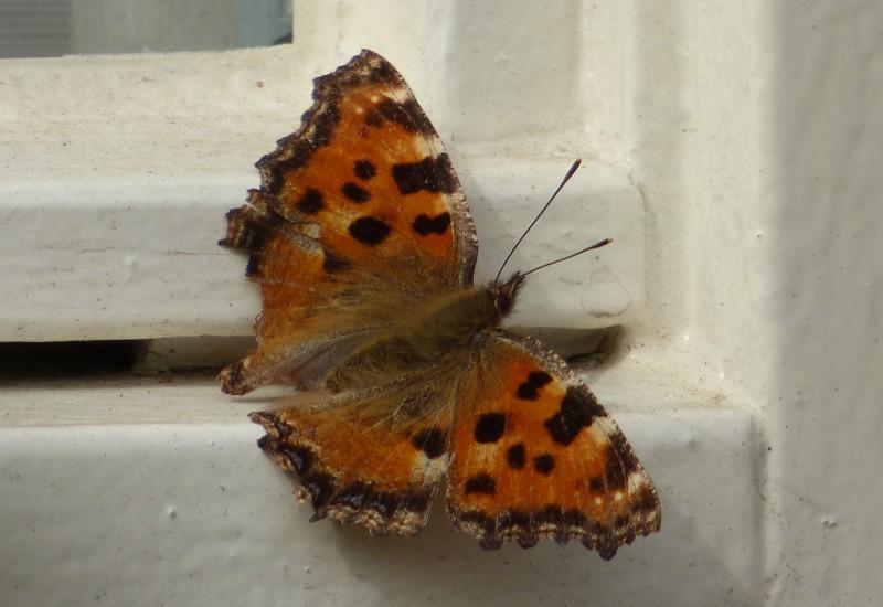 Grote Vos /Nymphalis polychloros /Aurelia s Zeldzaam Landelijk zeldzame soort. Komt voornamelijk voor bij open bossen en boomgaarden.