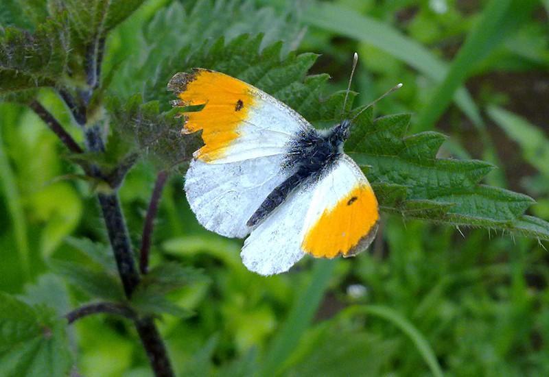 Oranjetipje /Anthocharis cardamines /Witjes Vrij algemeen Vrij algemene