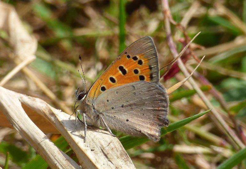 Kleine Vuurvlinder /Lycaena phlaeas /Blauwtjes Algemene soort. Vooral bij open gebieden met schraler grasland. Soms met enkele exemplaren bij elkaar, zelden in grote aantallen.