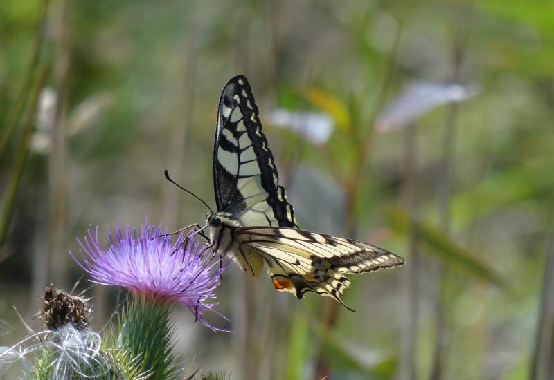 Koninginnenpage /Papilio machaon /Grote Pages Vrij zeldzaam Vrijwel jaarlijks enkele. Gedurende goede trekvlinder (warme) jaren vaak meer (tientallen), kan dan zelfs vrij algemeen zijn.