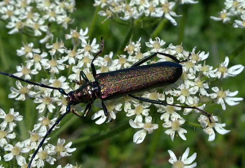 Muskusboktor (Aromia