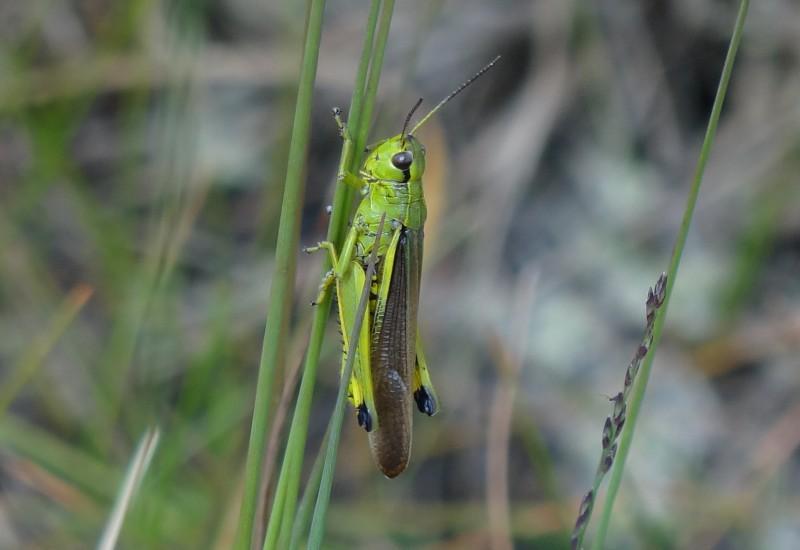 (Oxyopes ramosus)