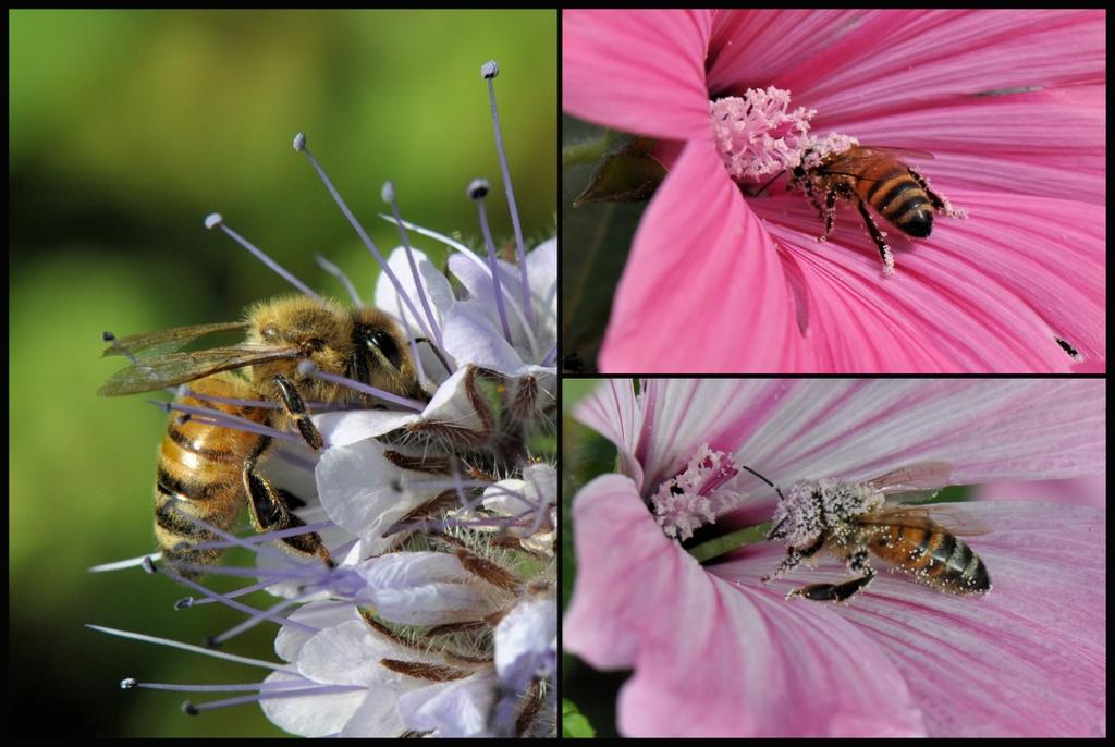 De honingbijen waren redelijk actief. Bij de bijenstal vlogen de bijen af en aan. De taken van een honingbij veranderen gedurende haar leven.