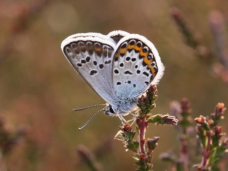 Boomblauwtje Celastrina argiolus Vrij algemeen Blauwtjes, Kleine Pages en Vuurvlinders Vrij algemeen op de Strabrechtse Heide, vaak bij bosranden.