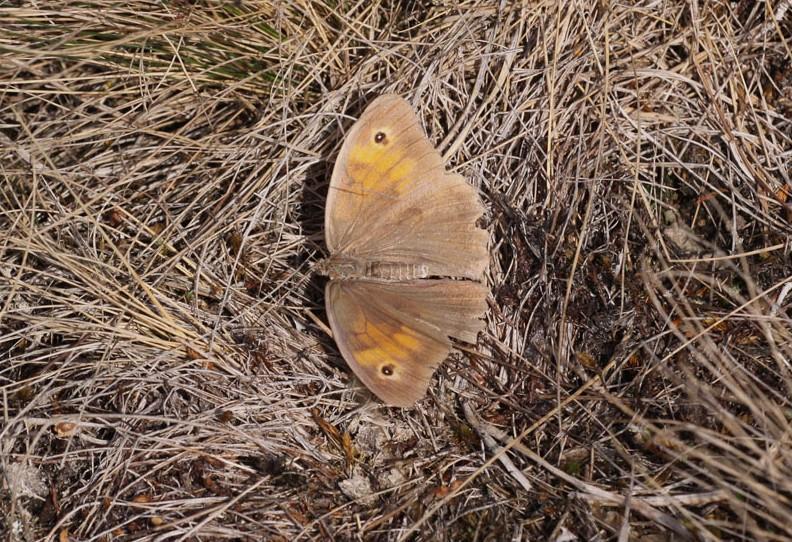 Oranje Zandoogje Pyronia tithonus Algemeen Vaak bij nattere stukken, dan ook regelmatig meerdere