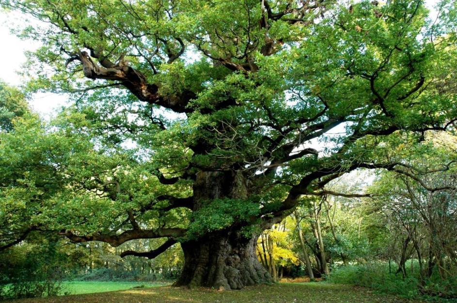 B o m e n e n p l a n n i n g De groeiruimte van bomen wordt ook geclaimd door andere gebruikers, waarbij vaak conflicten optreden Verschil in snelheid tussen het leven van een boom en het leven van