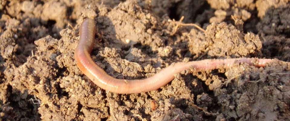 Doelstelling Lumbricus Het ontwikkelen en implementeren van een klimaatrobuuste