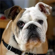 Thema van de maand Houdt een hond senioren gezonder? In het nieuws Een hond is ideaal voor senioren, want het dier verplicht je dagelijks een ommetje te maken.