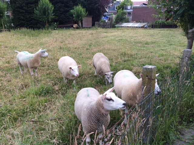 Beheergroepen bloemenmengsels en lang gras : om gefundeerde conclusies te trekken over het aanslaan van de bloemenmengsels en de ontwikkeling van de soortenrijkdom binnen de beheergroep lang gras