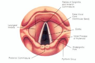 Operatie aan de stembanden Algemeen Er is in overleg met u besloten tot een operatie aan de stemband(-en), microlarynxchirurgie genoemd. Er zijn twee vormen van microlarynxchirurgie.