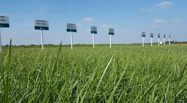 COUNTRY MilkMore 13 COUNTRY MilkMore 14 ook voor doorzaai Veel en zwaar maaien met speciale klaver voor extra melkeiwit. 100% tetraploïd engels raai voor veel en zwaar maaien.