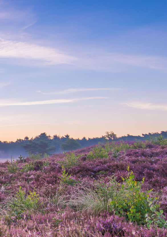 De Sallandse Heuvelrug Een gebied met on-nederlandse vergezichten over grote golvende heidevelden en uitgestrekte bossen.