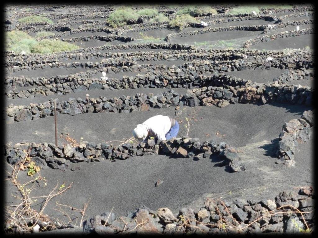 Aan de randen van dit lavaveld heeft zich een uniek wijngaardveld gevormd van