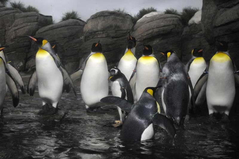 KONINGSPINGUÏN pag 2 WAAR KUN JE DE KONINGSPINGUÏN AAN HERKENNEN? Oranje wangen De koningspinguïn is een van de grootste pinguïnsoorten. Alleen de keizerspinguïn is groter.