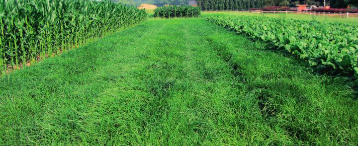 OptIMAAL GRAsLAND scheuren IN HEt VOORJAAR Ook wanneer er in het voorjaar grasland wordt gescheurd meet men op het einde van het groeiseizoen vaak hoge nitraatconcentraties in het bodemprofiel.