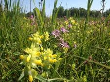 Provincie Zuid-Holland Kartografie 15.1104/2 Natuur in Bilwijk: Vochtig hooiland 10 Natuurtype dat sterk onder druk staan door bemesting en ontwatering. Schrale bodem nodig.