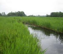 Provincie Zuid-Holland Kartografie 15. Natuur in Bilwijk: Moeras en voedselgebied voor weidevogels 12 Goede waterkwaliteit (weinig voedingsstoffen in het water).