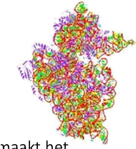 16S ribosomaal RNA Hoog geconserveerde regio Gebruikt voor