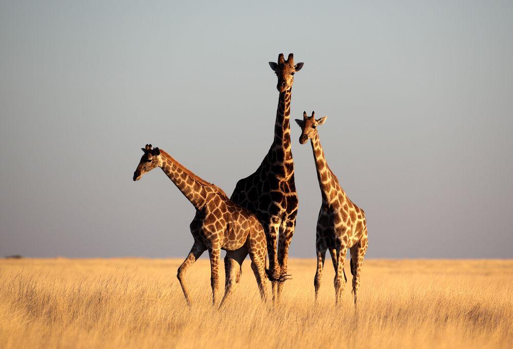 GREAT KRUGER NATIONAL PARK We vliegen met een klein vliegtuig van Johannesburg naar Phalaborwa, vlakbij bij een van de ingangen van het Kruger park.