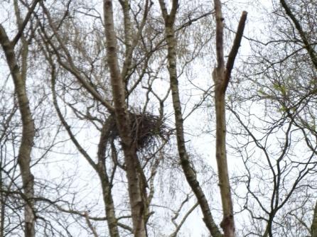 Ondanks dat het bosperceel, zover bekend, fysiek behouden blijft, zullen de voorgenomen plannen een dusdanig verstorend effect hebben, dat dit bosperceel niet meer geschikt