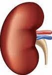 NOACs: doseren Label apixaban 2/3: 2dd 2.