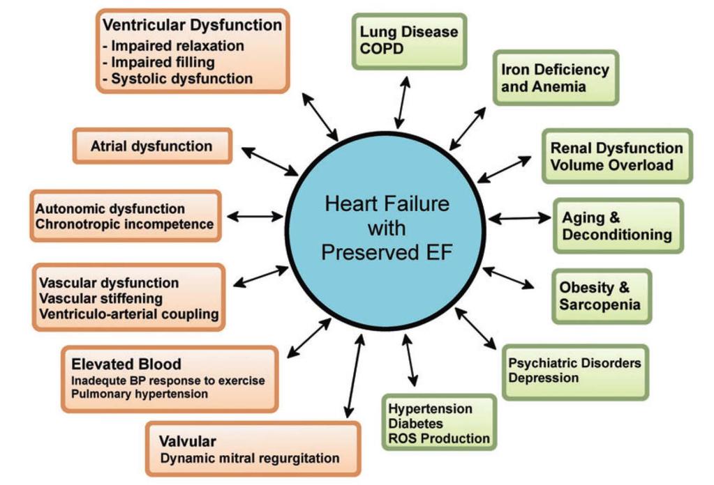 Importance of co-morbidities in HFpEF