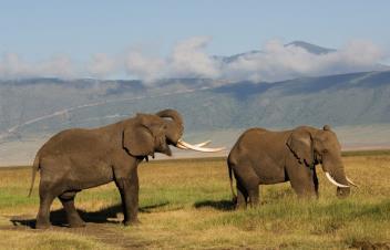 richting Ngorongoro. Hier komt u in de late namiddag aan.