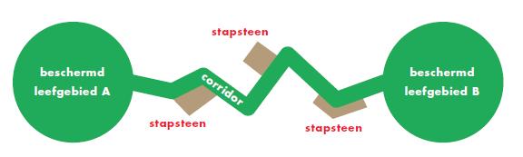 Corridor-verbinding In een corridor-verbinding zijn de stapstenen en leefgebieden verbonden door een dispersie-corridor (figuur 2).