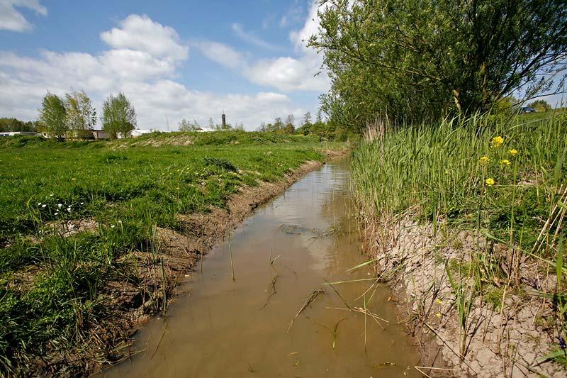 Locatie 4 In dit buitendijkse gebied tussen Rietveld en Kedichem nabij het gemaal/sluisje zijn in een fuik twee volwassen kamsalamanders gevangen (mannetje en vrouwtje).