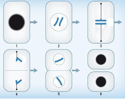 12.5 Cellen en chromosomen 1 Het juiste antwoord is B: In de cellen worden verschillende genen geruikt.