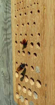 3 DE 10 GEBODEN VOOR EEN BOOMGAARD MET GROTE NATUURWAARDE Open ruimtes. Voorzie ook zonbeschenen plekken in de boomgaard. Dit kan door een ruim plantverband te kiezen of open plekken te voorzien (vb.