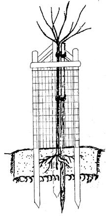 > Een zware gegalvaniseerde ursusdraad (hoogte 1,8 m; maaswijdte 5 x 10 cm) wordt met krammen aan de buitenzijde van de 3 palen vastgemaakt.