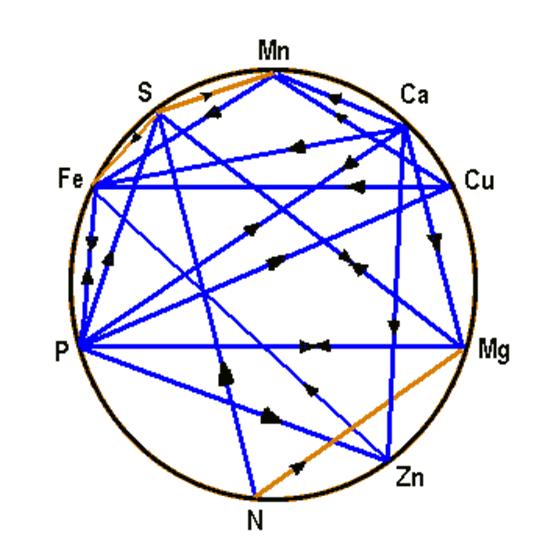 Oktober 2012 Een paar voorbeelden die we uit dit Diagram van Mulder kunnen halen: Fosfor (ook fosfaten) remmen de opname van ijzer Omgekeerd geldt het ook: IJzer remt de opname van fosfor Calcium