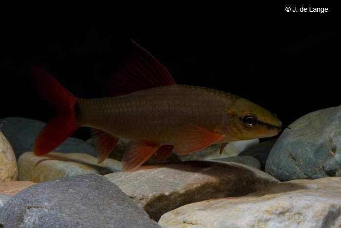 In het aquarium is het een echte alleseter, zowel algen, diepvries als droogvoer wordt opgenomen. Ook geblancheerde groenten worden graag gegeten.