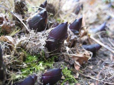 12 Vaste planten Een vaste plant is een overblijvende zaadplant, die meer