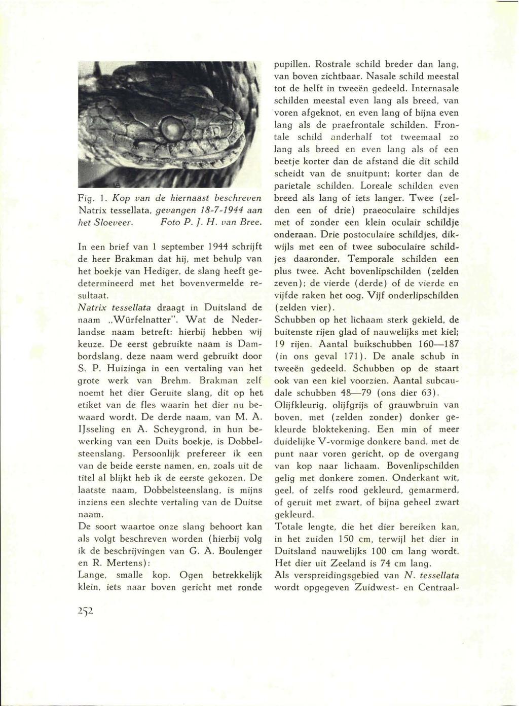 Fig. 1. Kop van de hiernaast beschreven Natrix tessellata, gevangen 18-7-1944 aan het Sloeveer. Foto P. /. H. van Bree.