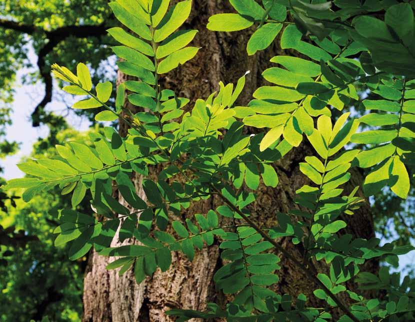 Pterocarya blad Pterocarya of vleugelnoot, een jopper die niet van de grond komt Er zijn ook vleugelnoten zonder last van opslag Een vleugelnoot is een boom van de eerste grootte.