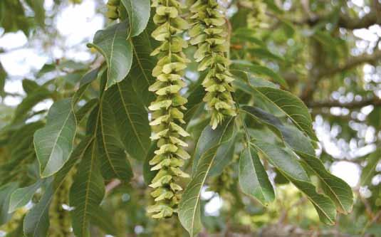 Pterocarya stenoptera blad en vruchten Het worden enorme bomen, tot wel 30 meter hoog, meestal meerstammig met machtige korte stammen en zeer breed spreidende zware gesteltakken, die de kroon dragen