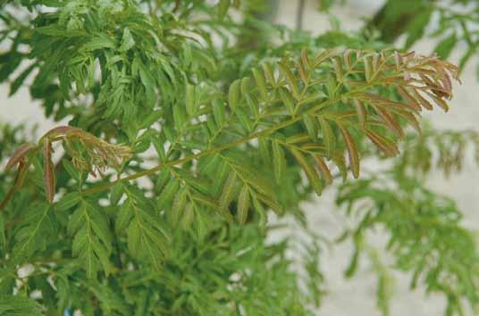 SORTIMENT Pterocarya rhoifolia jonge boom formaat heeft. De blaadjes zitten op de centrale bladsteel en niet precies tegenover elkaar.
