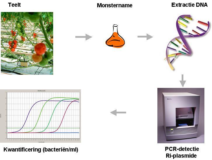 2 PLAN VAN AANPAK 2.1 Verzamelen van DNA-gegevens Voor het ontwikkelen van de kwantitatieve PCR toets zijn er eerst DNA-sequenties verzameld van verschillende stammen van Agrobacterium rhizogenes.