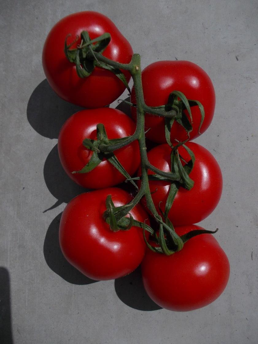 trosvorm, sterke groene delen, geen gele kronen Laagronde, gemote vruchten Steviger na bewaring Goede scores keurders Komt traag in productie, lage productie, lager vruchtgewicht Gevoelig voor Lange