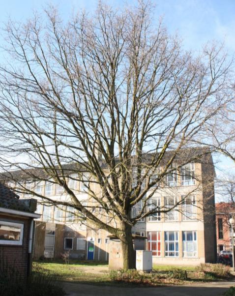 De boomkroon is in deze richting dominant ontwikkeld door een paar dikke hoofd- of gesteltakken op lage hoogte. Deze takken dienen verwijderd te worden.