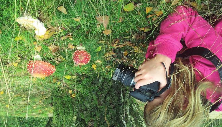 7 Bij verdere groei breekt het vlies dat de lamellen beschermt. Volgroeide paddenstoel 1 2 De sporen vallen op de grond.