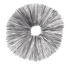 ZOLANG DUURT HET: 1 dag Maak een sporenfiguur op papier Leg een verse hoed van een paddenstoel op een zwart of wit papier, a ankelijk van de kleur