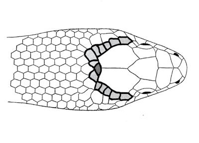 RAVON 45 September 2012 jaargang 14 nummer 3 60 tijdschrift Figuur 4 De totale zoekformule voor het dier van figuur 3 wordt dan: 4.1.4.6.1.5. In de figuren 4, 5 en 6 worden nog een drietal getekende koppatronen van gladde slangen weergegeven.