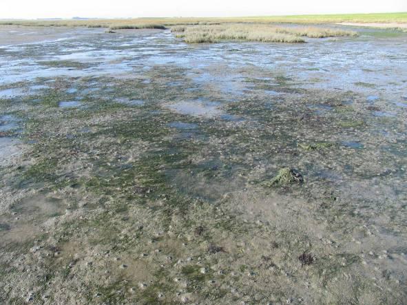 3. Natuurlijke populaties Krabbenkreek Noord De noordelijke natuurlijke zeegraspopulatie van Krabbenkreek Noord doet het samen met Viane West het beste van de bezochte natuurlijke populaties.