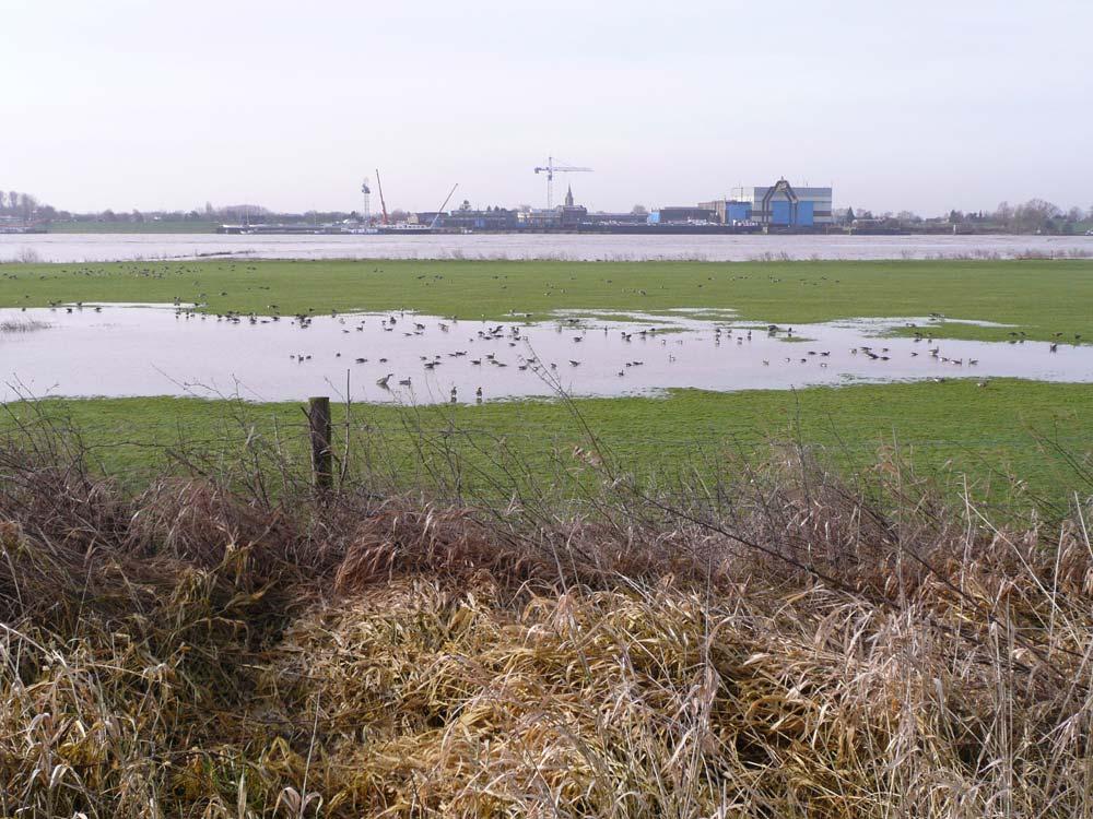 Watervogels in een deel van de uiterwaard langs de Boven-Rijn (Gld) in winter
