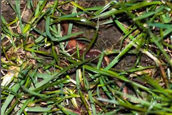 Voorkomen rode wormen in graslanden: